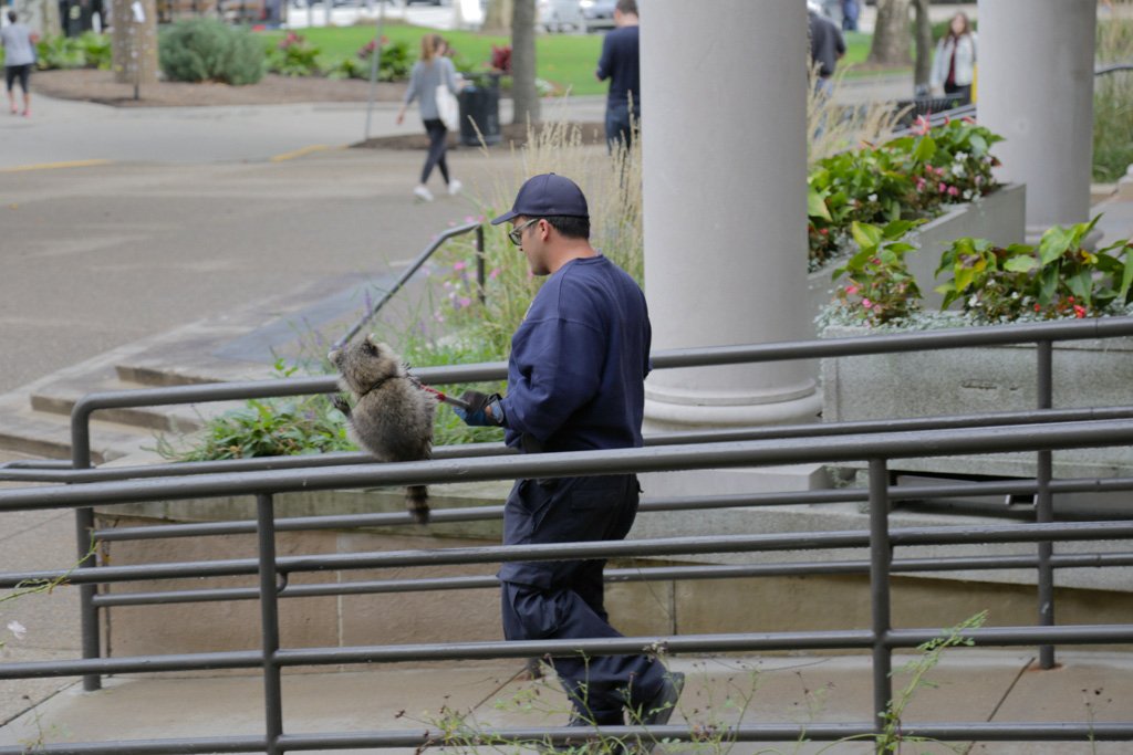 theodschwarz's tweet photo. Pittsburgh Animal Control removes a raccoon from the ground floor of the William Pitt Union. @ThePittNews https://t.co/IC4fzy1Hcq