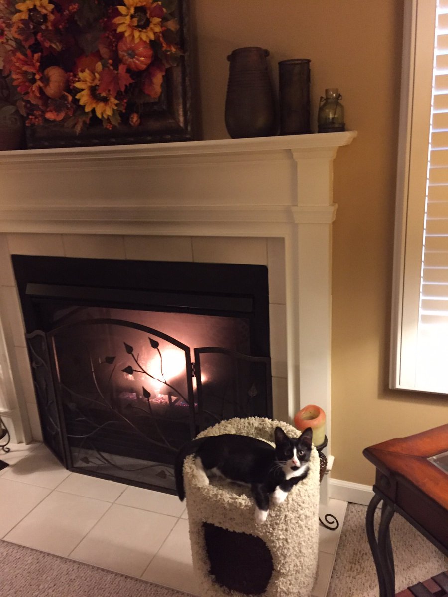 bella_cat7's tweet photo. I am loving this warm toasty fireplace!🍂🍁#Cozy https://t.co/btrxUNCYoq