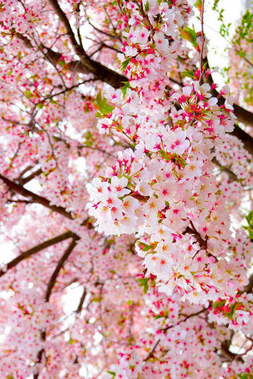 Garden Flowers tweet media