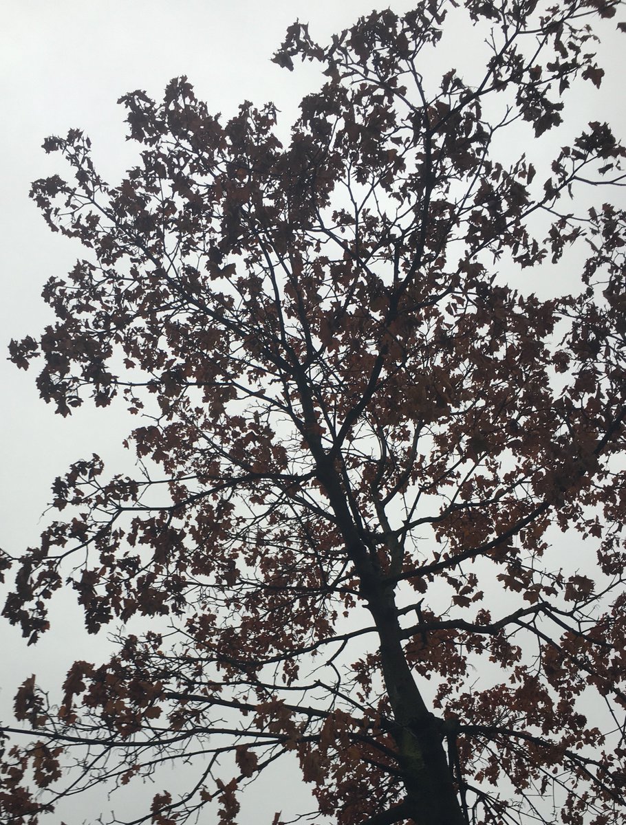 margaretmfurr's tweet image. #FallInDC