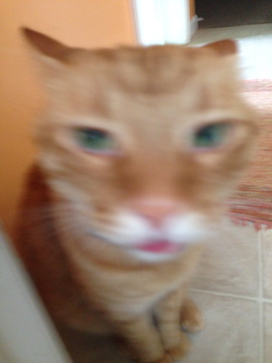 RazzmooTazz's tweet photo. It's super blurry but he had his tongue out XD https://t.co/NAWtqD8kxB