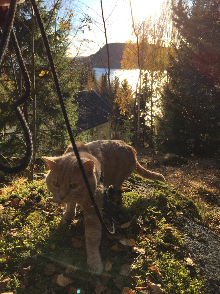 trplnowhere's tweet photo. #Minking på skogen @trplnowhere https://t.co/Dw621HKSSv