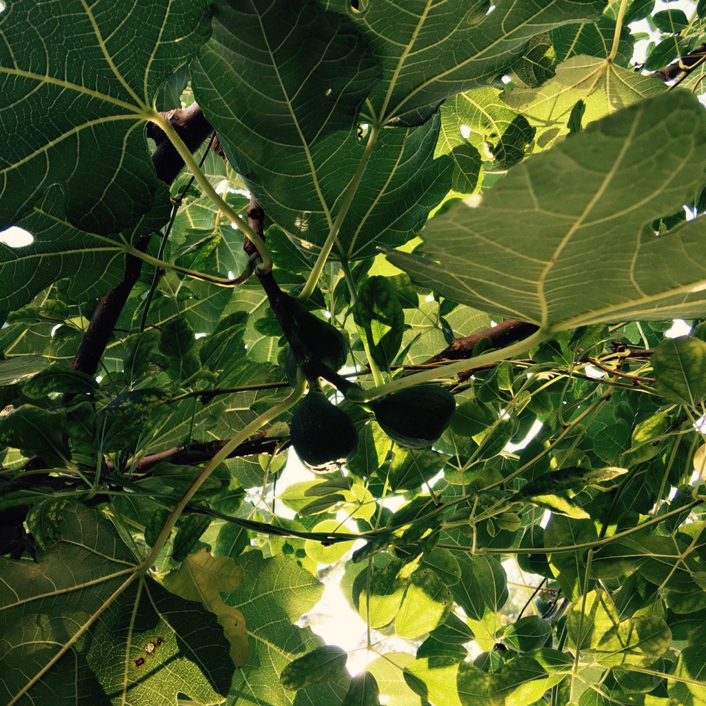 Cakeinventor's tweet photo. Relaxing Sunday pint under a fig tree! Just wish they were ripe! https://t.co/DCiNNs84tO