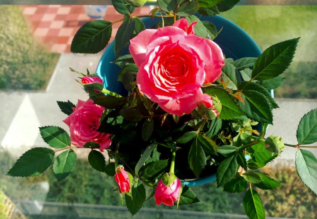 alixbrete's tweet photo. Flower power 🌹🌷🌺 https://t.co/LTanXHy5pp