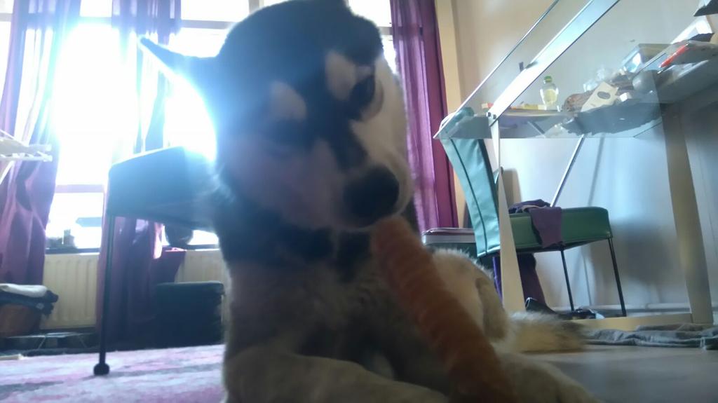 Life_of_Tygo's tweet photo. Yummy 🐺❤ #tygothehusky https://t.co/QMYWjJGfFM