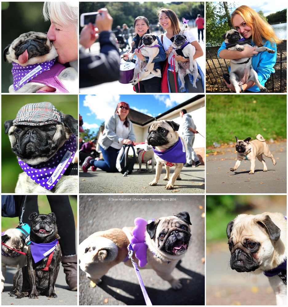 sean_hansford's tweet photo. @MENnewsdesk @KatieButlerMEN @muffinpugrescue MuffinPug Midday Walk in Heaton Park this afternoon #pugs #manchester https://t.co/Csr6Bcj2aQ
