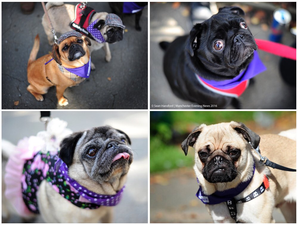 sean_hansford's tweet photo. @MENnewsdesk @KatieButlerMEN @muffinpugrescue MuffinPug Midday Walk in Heaton Park this afternoon #pugs #manchester https://t.co/Csr6Bcj2aQ