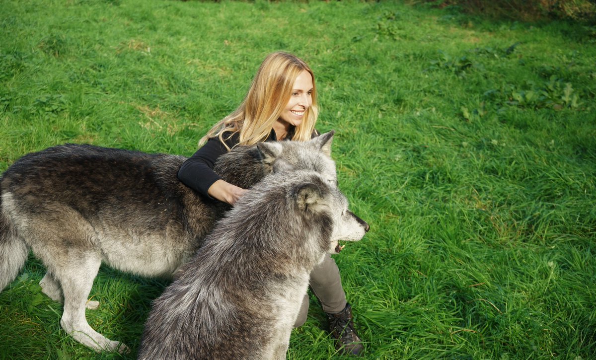 WolfWatch_UK's tweet photo. Read this great BLOG on #WolfWatchUK by @AnnekaSvenska! https://t.co/FOnr6sFmMp … #nature #wolfrescue #wwuk #workingforwolves https://t.co/gwtaEJMA8D