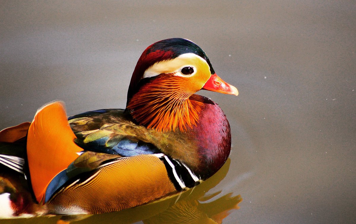 WillPenrose's tweet photo. A new resident of @CrystalPalacePK! What a stunner. #Autumnwatch @BBCSpringwatch @wildlife_uk #fancyaduck https://t.co/9xPpZv1wXV