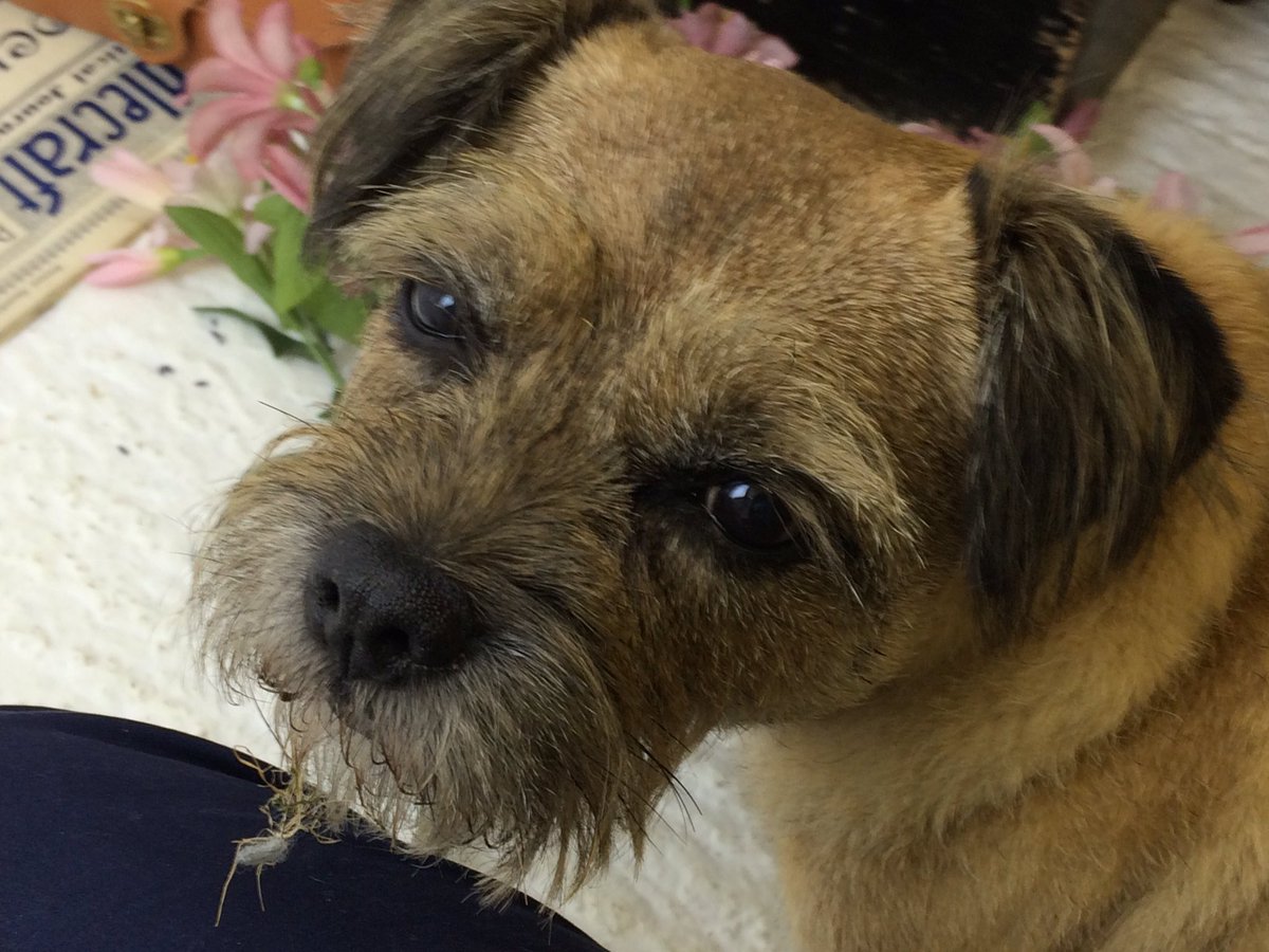 Bored, bored, bored #border terrier