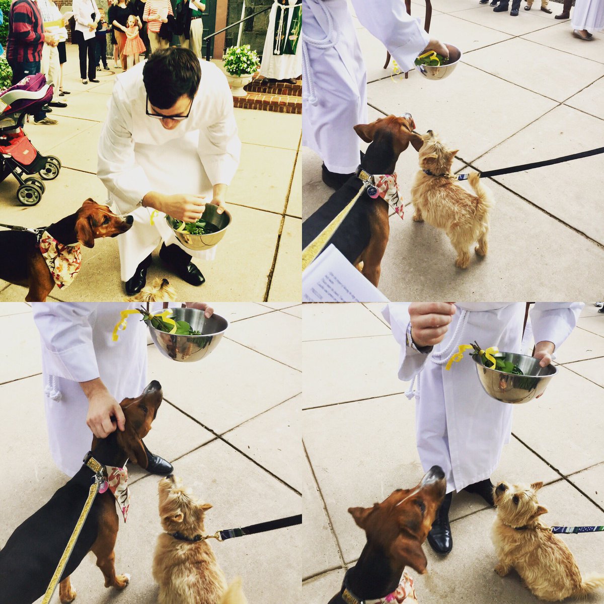 pamelaspunch's tweet photo. MT @GraceChurchDC for having #TheBlessingoftheAnimals this morning. #FrasierSimone &amp; her pal Scout were so blessed to be there. https://t.co/efw44oYjxq