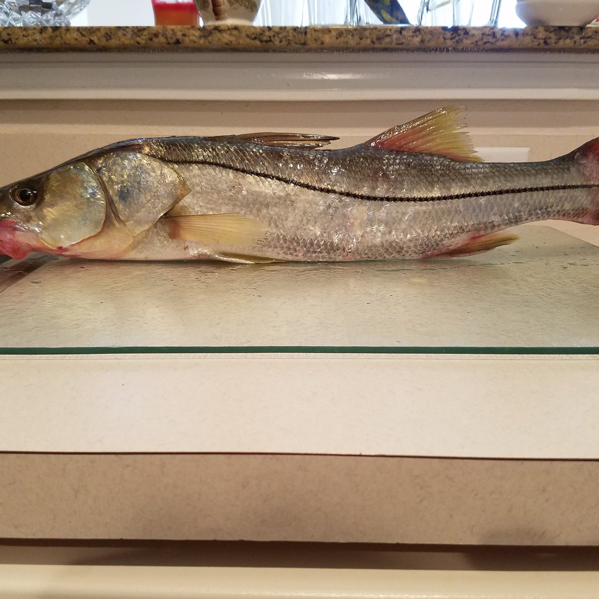 DWitkowski69's tweet photo. It's what's for dinner.  #brainfood #saltlife #florida #lig #sog #snooklife https://t.co/pdK1fdnuvG