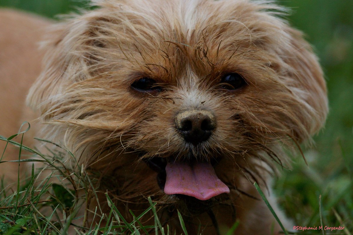 MrsStephie412's tweet image. Love this dirty lil face - my sweet Angel ❤