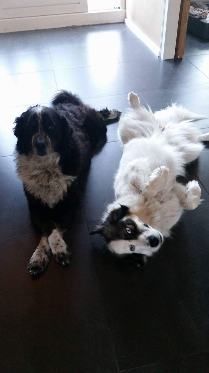 #harigtopmodel bol.com/nl/p/rebel-pet…