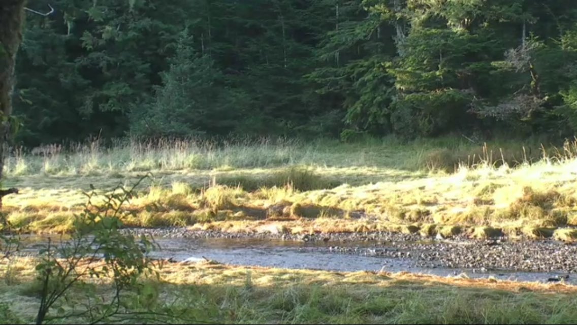 GreatBearLIVE's tweet photo. A quiet Sunday morning on the salmon spawning stream with wolves playing in the background #GreatBearLIVE https://t.co/cZQGqqlRha https://t.co/afI5ej4G7B
