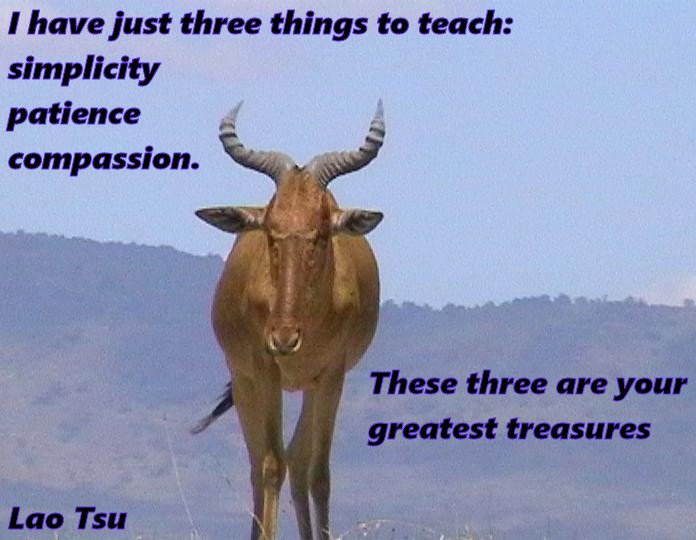 Shark_Gratitude's tweet photo. I have just 3 things to teach #LaoTzu
#blessed #OctoberIntentions #Educate #inspire #enable #simplicity #Patience #compassion #gratefulheart https://t.co/z8tnsFUgxA
