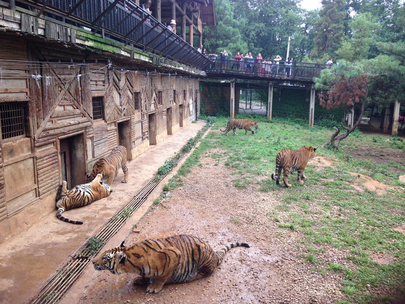 P4Animals's tweet photo. Support an end to #tiger farming! https://t.co/ujex9f9GwT #China https://t.co/5vuT7tqnY9 via @EIAinvestigator #Protection4Animals