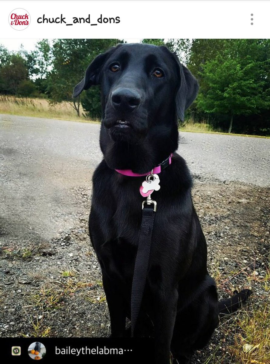 Baileyisadog15's tweet photo. Thanks @ChuckandDons for your share over on Instagram!
#chuckanddons #Instagram #dogsoftwitter #labrador #sharing 🐾🐾 https://t.co/SqNCFf7tFW