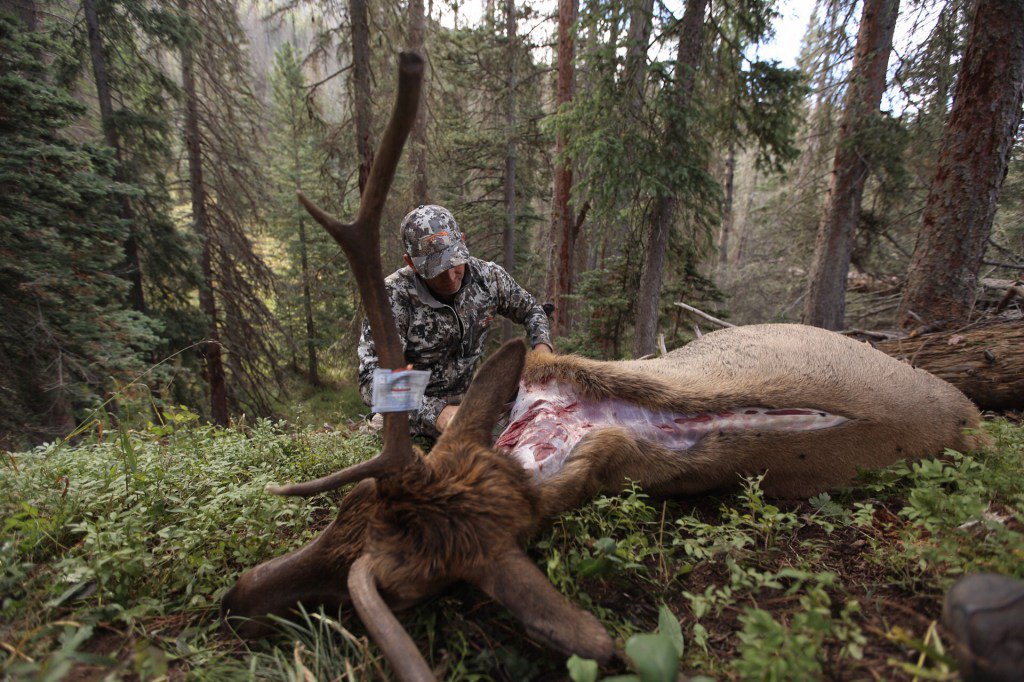 FL_Whitetails's tweet photo. 8 Things I Would Do Differently If I Went Bowhunting For Elk In Colorado Again – Flatline… https://t.co/LICPiQ7tyE https://t.co/GQE7hpZHRa