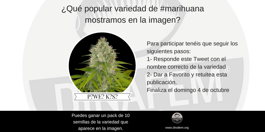 Dinafem's tweet photo. [Sorteo #Dinafem] ¿Qué popular variedad de #marihuana mostramos en la imagen? Puedes ganar un pack de 10 semillas. https://t.co/Vz4WfqePpK