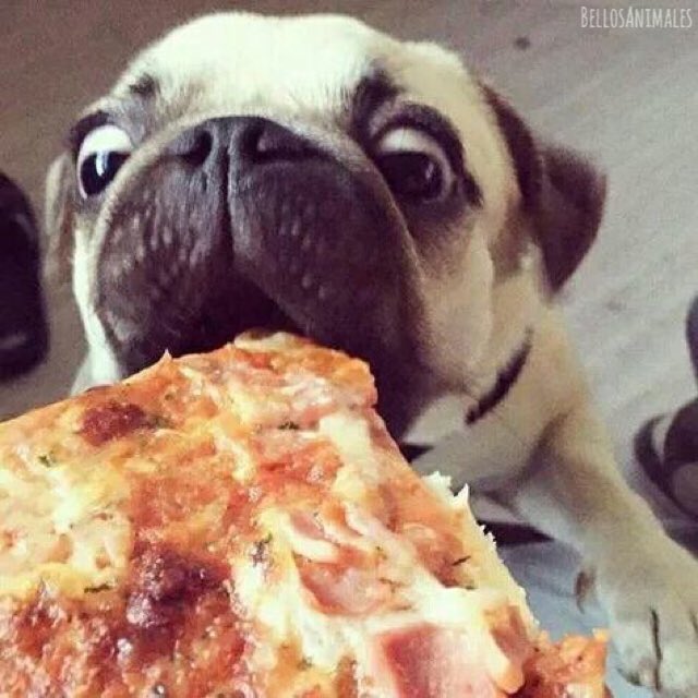 BellosAnimales's tweet photo. Yo, cuando hay pizza 🍕 🍕 🍕 https://t.co/3nF46yH9q4