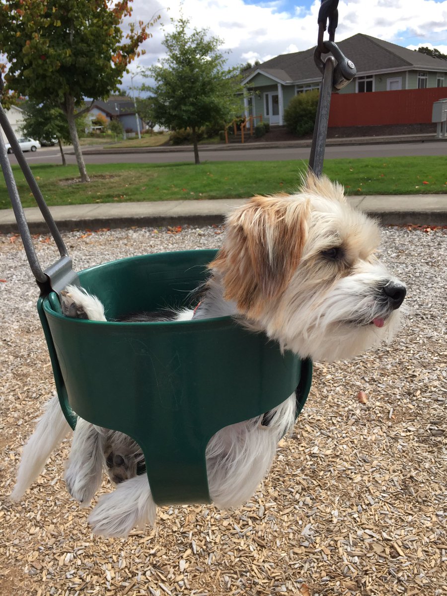 lolagrace2016's tweet photo. Nice afternoon for a swing! https://t.co/gtJbTdnee3