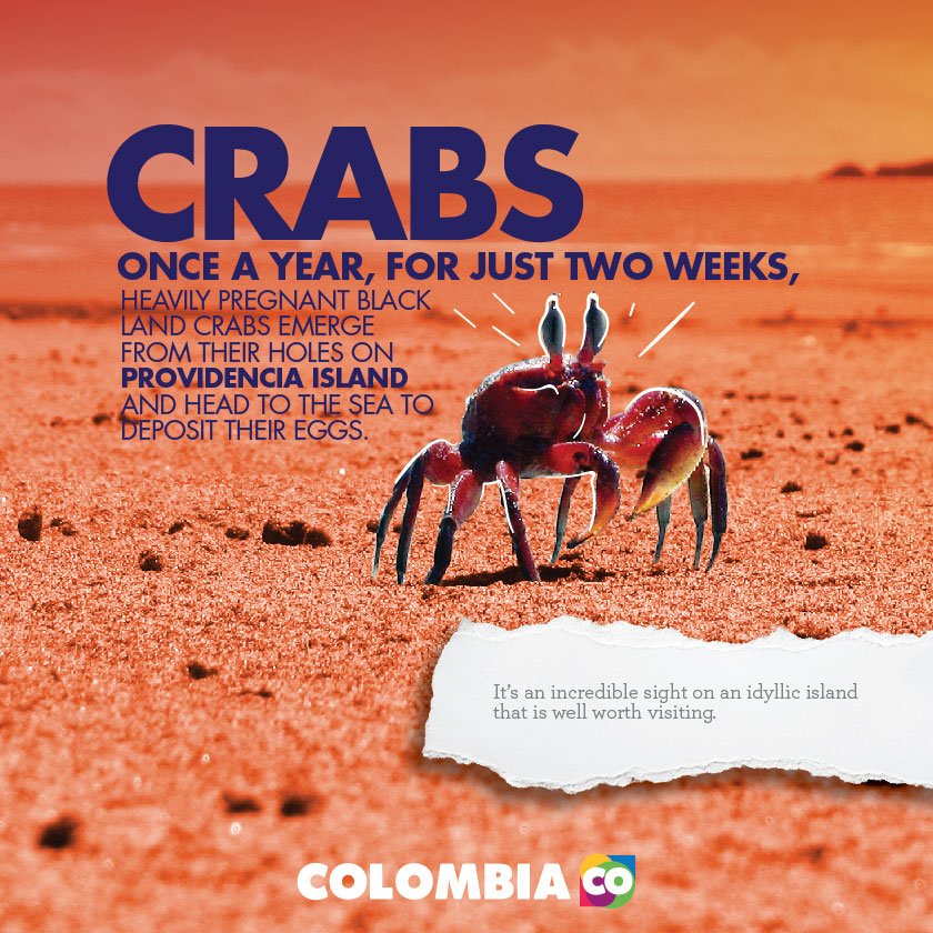 Our guide to discover some weird and wonderful animals in Colombia. bit.ly/2bvk39z