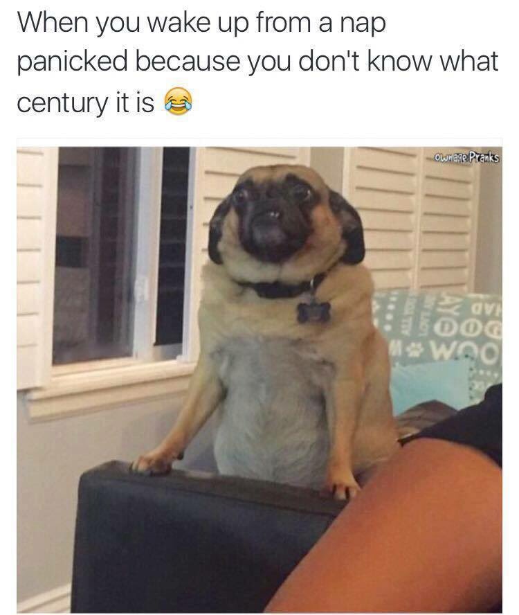 MummaMemes's tweet photo. Sunday napping anyone? #realifeproblems #nappingissues #beinganadult #sundaysleeping https://t.co/koFw6Uwha2