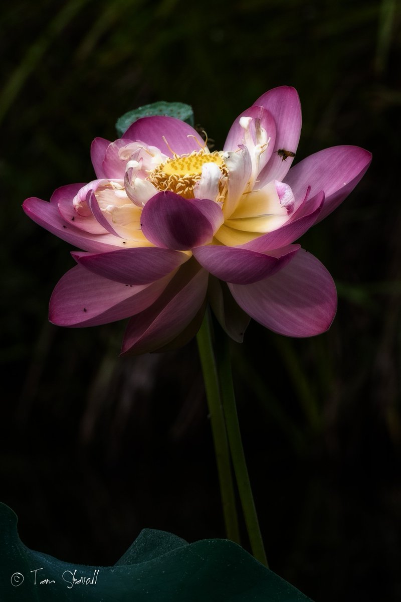 lightlifeimages's tweet photo. Last of the #Lotus Blossoms of the year at #NOVA_Parks #MeadowlarkNOVA in #ViennaVA https://t.co/3TDQ1mPAMC