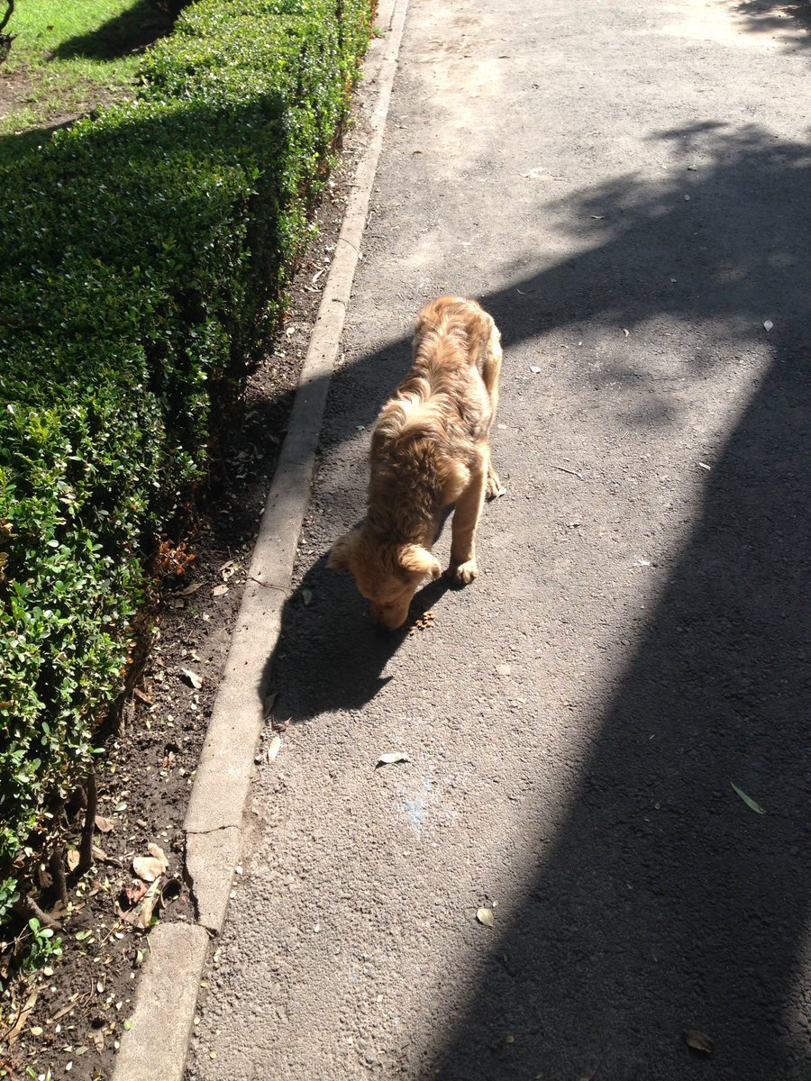 DelValleSur (@delvallesur) on Twitter photo Extraviado en Parque Acacias. Es cachorro. <a href="/En_laDelValle/">En la Del Valle</a> <a href="/Colonia_Acacias/">Colonia Acacias</a> <a href="/UCS_CDMX/">Unidad de Contacto del Secretario CDMX</a> <a href="/SSP_CDMX/">@SSP_CDMX</a> @PODERCIUDAD760 RT por favor Extraviado en Parque Acacias. Es cachorro. <a href="/En_laDelValle/">En la Del Valle</a> <a href="/Colonia_Acacias/">Colonia Acacias</a> <a href="/UCS_CDMX/">Unidad de Contacto del Secretario CDMX</a> <a href="/SSP_CDMX/">@SSP_CDMX</a> @PODERCIUDAD760 RT por favor