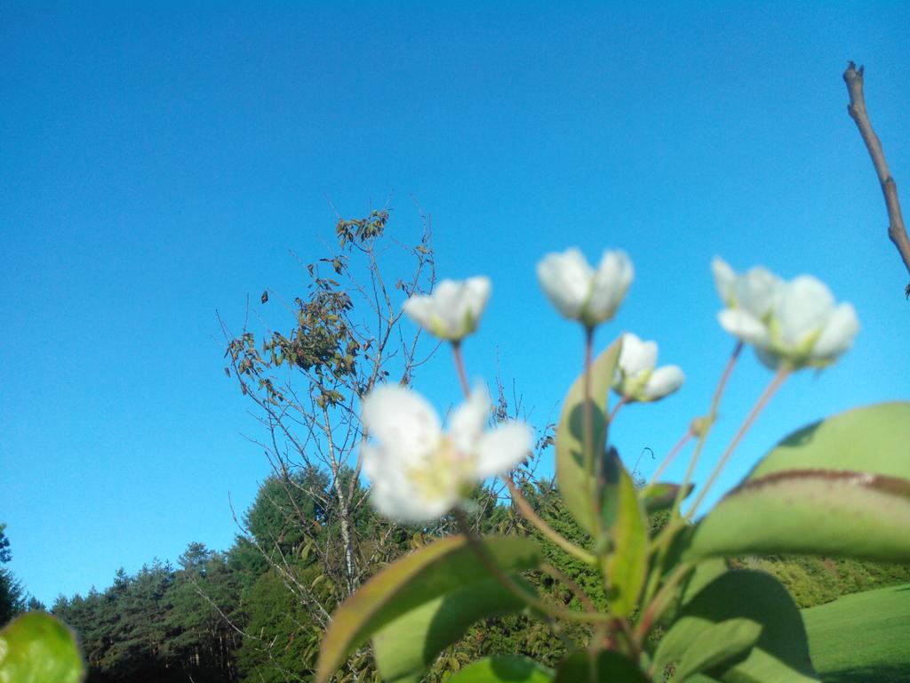 0_balland's tweet photo. Incrédible, poirier en fleur aujourd'hui 2 octobre
Il n'y a plus de saison
It's too much hot https://t.co/wFNnAlrw9i