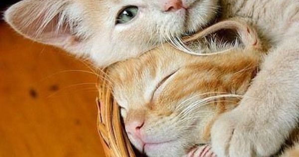 Cutecatsworld's tweet photo. https://t.co/CivZr3HHR1 Cute cuddle kittens https://t.co/sfth1vwjEN #Cat #lolcat https://t.co/50wNJzTTfe