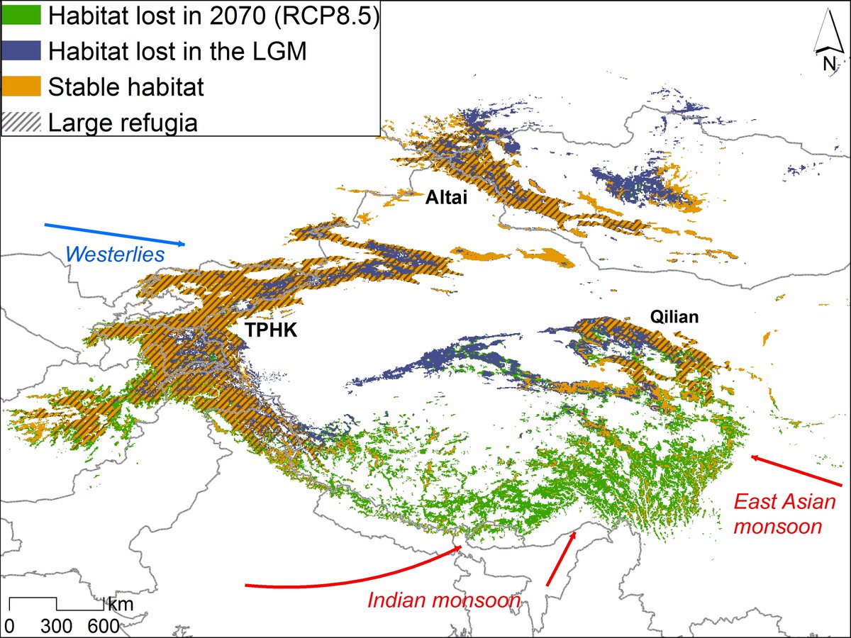 Sahmoli's tweet photo. Another paper online! Climate refugia of snow leopards in High Asia https://t.co/Ey0kD86RPn https://t.co/NCQX5acCA2