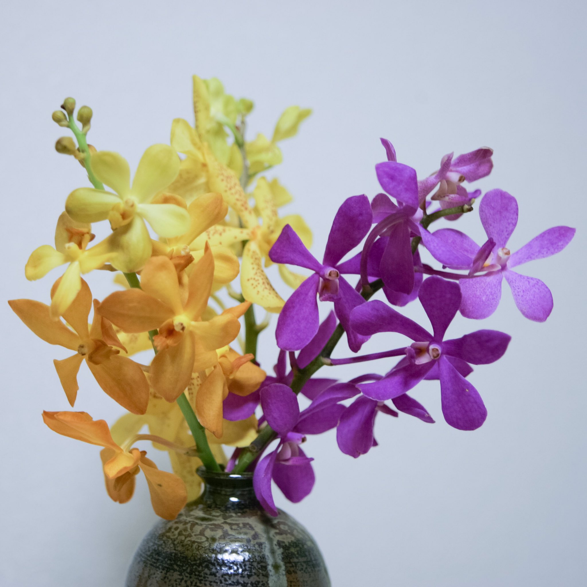 Tricolor 久しぶりに自宅用に花を購入 今週のバイヤーおすすめ のpopが付いた モカラ 花言葉 は気品とか美人らしい 花挿しは 荒尾市 の 小代焼 太郎窯 で購入したもの 写真好きな人と繋がりたい 私は下手の横好き T Co 1cvrhyuho0