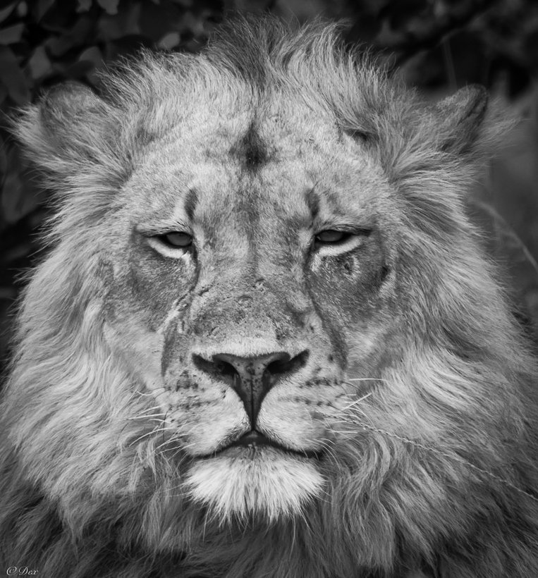 DexKotze's tweet photo. #lions suddenly coming up at #CoP17 tonight! Very late notice. #VoteAppendixI https://t.co/Tix66V5hFA