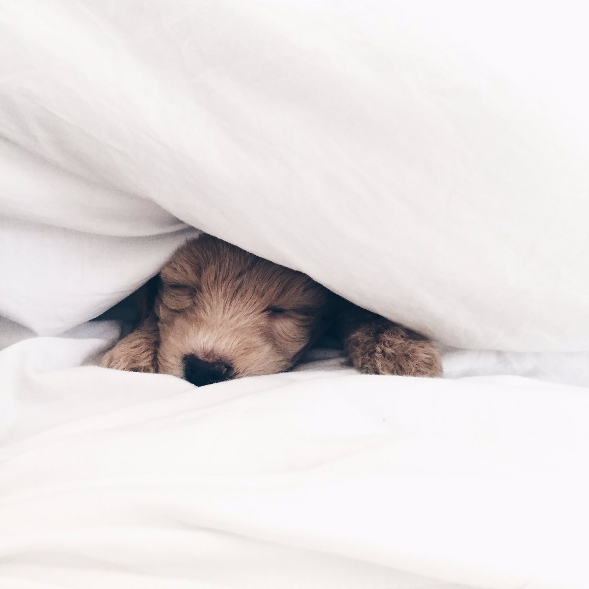 SaschaOvard's tweet photo. Our new baby. 💗💗Eevee💗💗 https://t.co/2idXeKdD4x