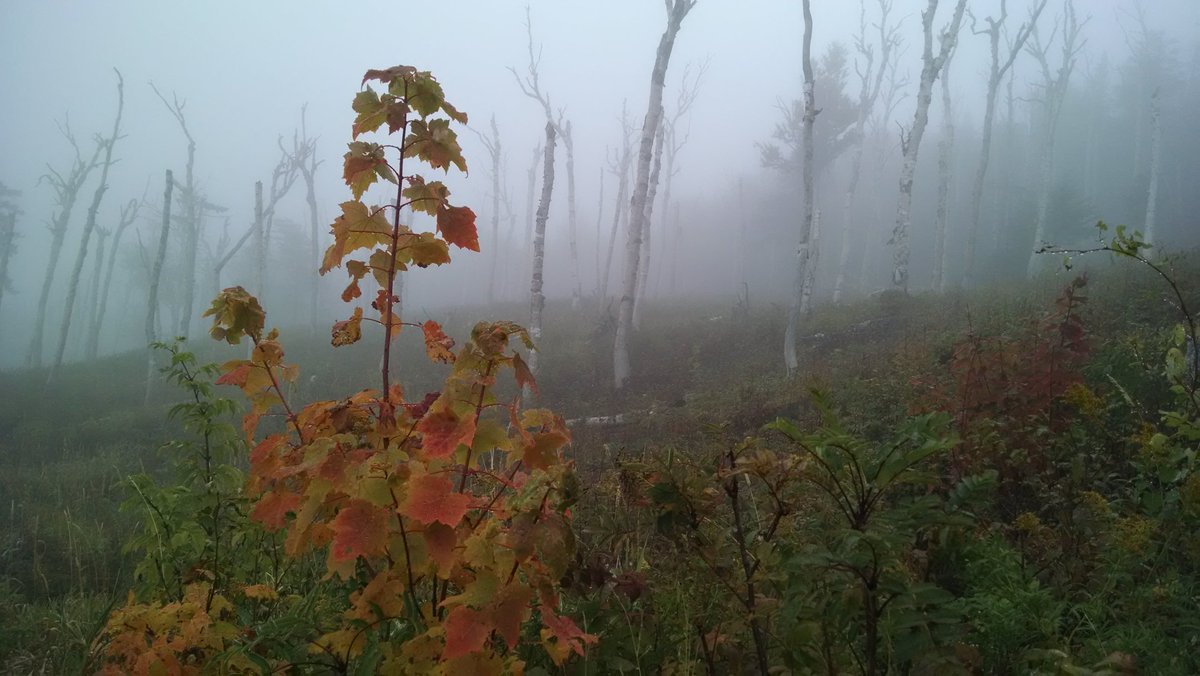 Whitman_Kris's tweet photo. Blind Ambition #leafpeeping #happyplacefound https://t.co/cOVlchNnGD