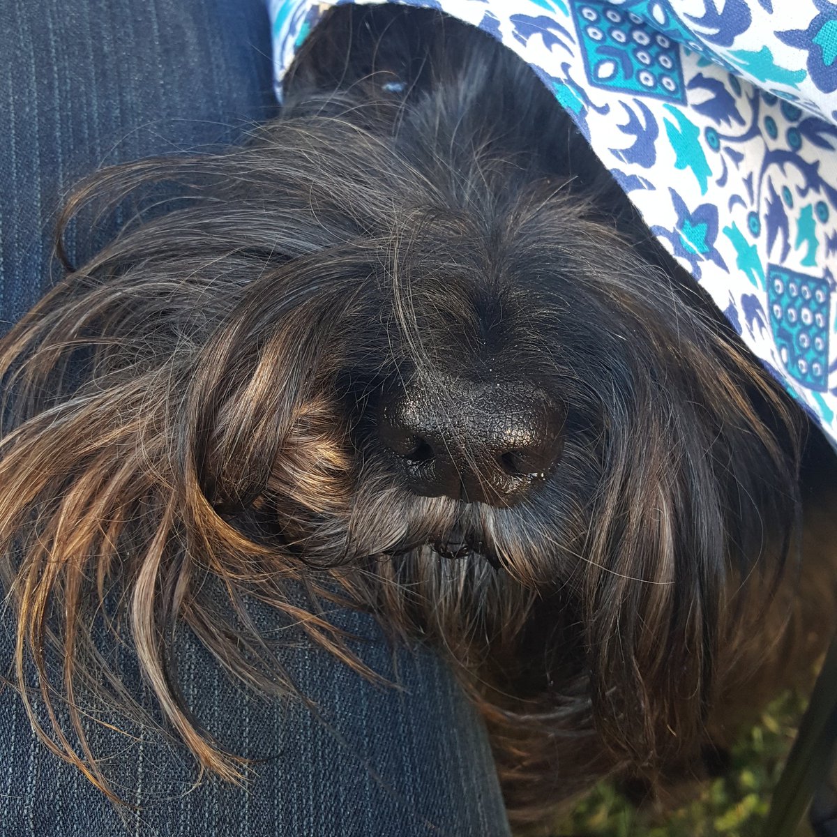 NaturalPetGroup's tweet photo. Furry cheese bandit ... it comes from beneath! #dogs #cheesebandit #dogsareawesome https://t.co/3u5Bnxb92p