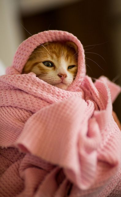 Cutecatsworld's tweet photo. https://t.co/CivZr3HHR1 Cat https://t.co/U141tNwyGB #Cat #lolcat https://t.co/YVsoWvtuQe
