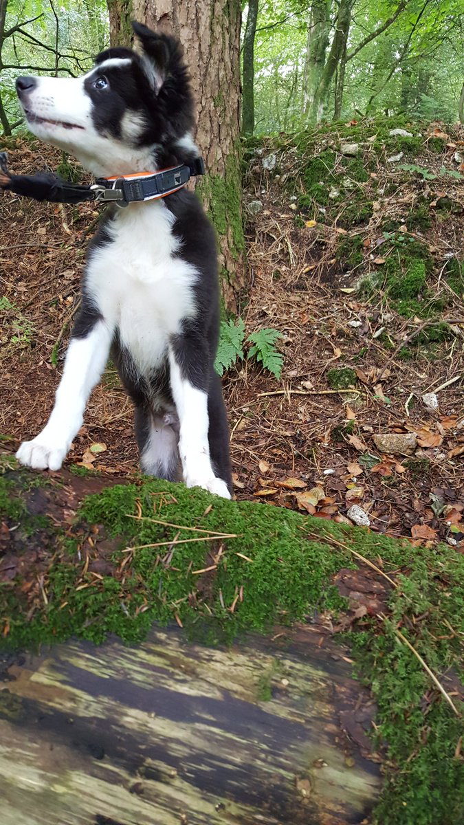 own_a_castle's tweet photo. Beautiful walk #burrator #Dartmoor @BCTGB @swlakes @Burratorproject @DartmoorNT @BBCCountryfile @Dartmoor_Hour @DevonLife @Countrylifemag https://t.co/e0dovY3Y1a
