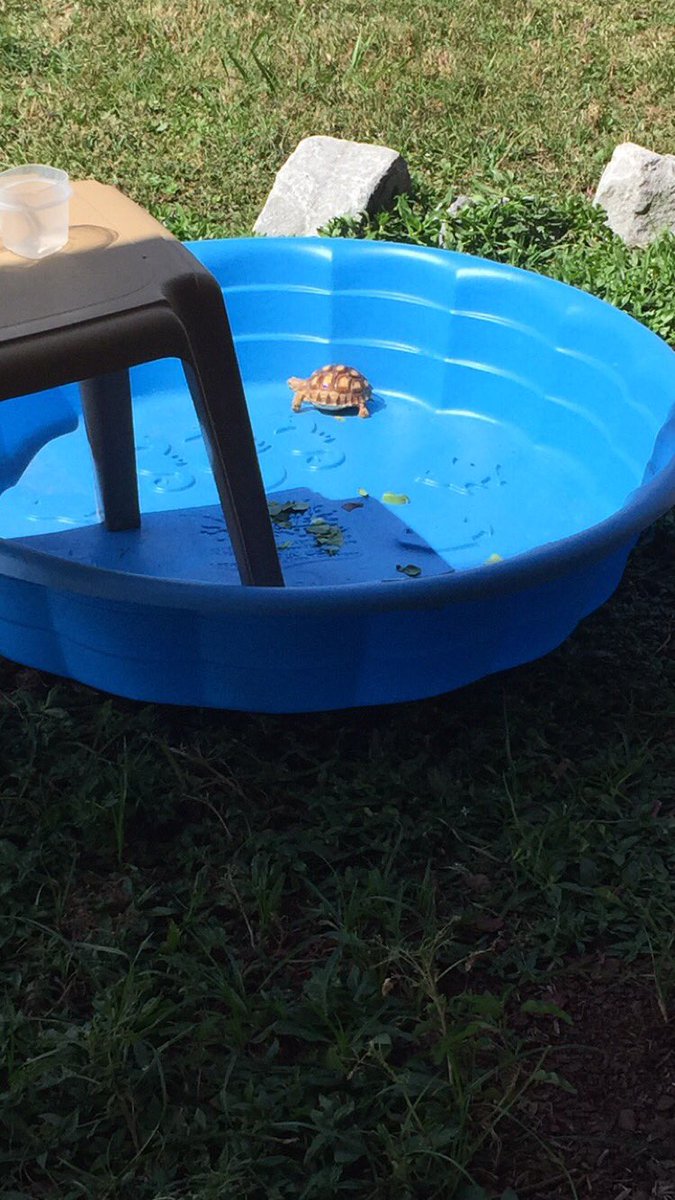 AnnaThePally's tweet image. Me &amp;amp; @SoaRDilly outside watching the tourny on our phones while Cecil soaks up some sun ! #wowesports #dedicatedfans #tortoise