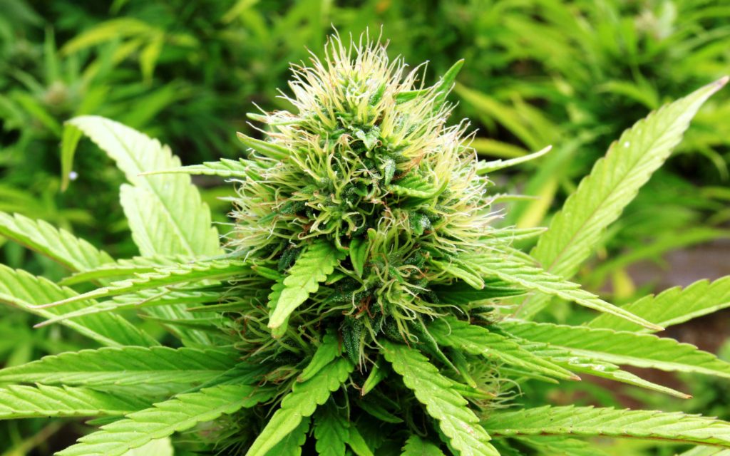 HIGH_TIMES_Mag's tweet photo. #NEW Election 2016: Can Marijuana Sweep in All Nine States? https://t.co/diNTFtZ4Ax https://t.co/w30tYbt2yp