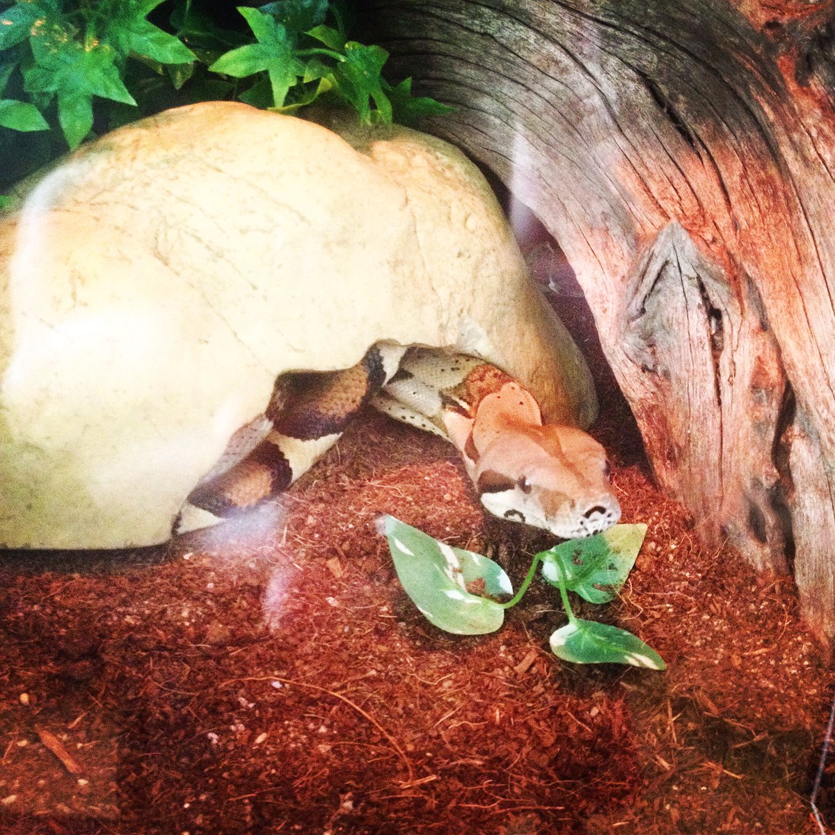 ReptixTweet's tweet photo. Kaa our #boaconstrictor! Find us on eBay for #reptile products! https://t.co/FAB5YwfqVU Follow us on Facebook, Instagram &amp; Pinterest too! https://t.co/5aCrdxg39r