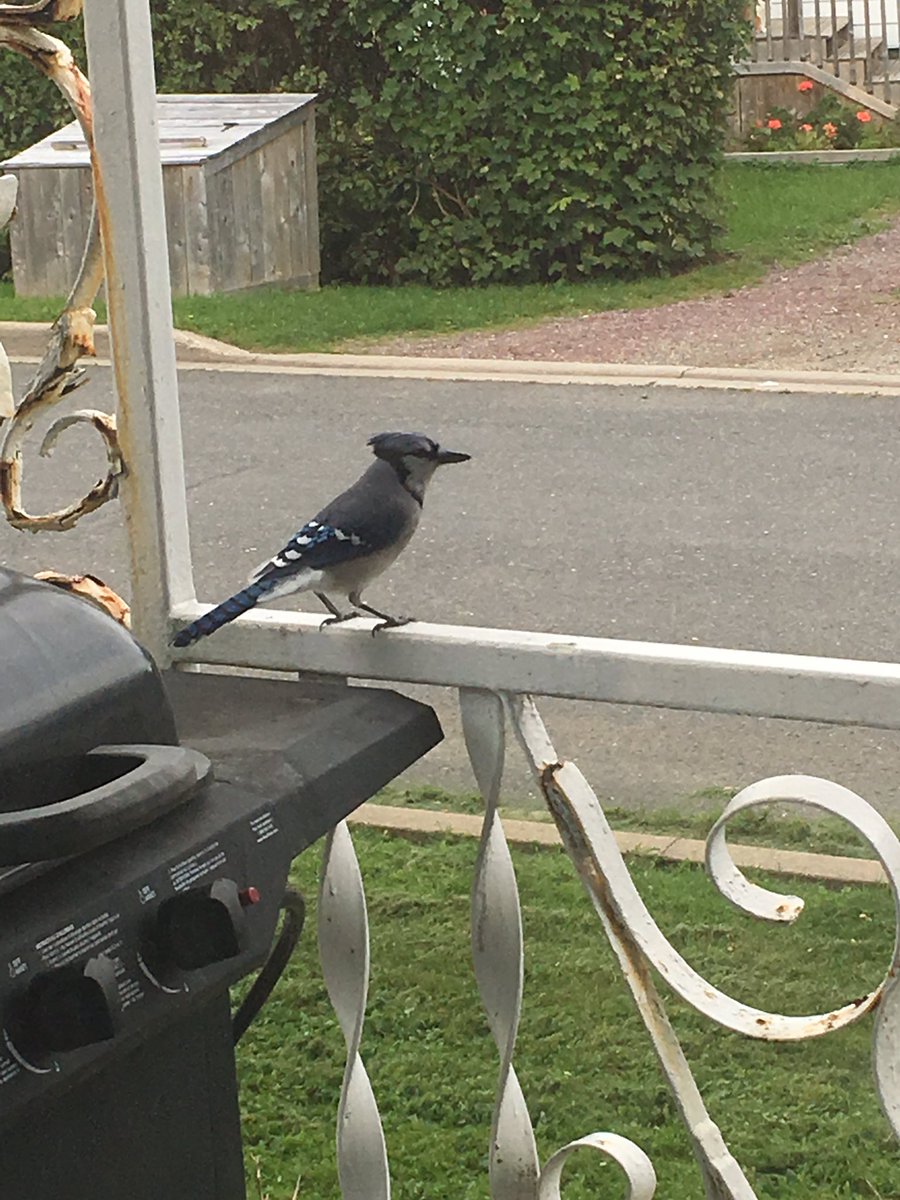 meaghanFortune's tweet photo. Saw this Blue Jay at my feeder the other day. Have had many more visits from Blue Jays since then! @CBUBirders #Biol3451 https://t.co/Jk90X7zN7F