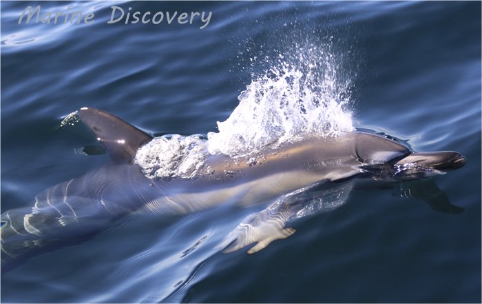 Marine_Discover's tweet photo. Lovely common #dolphin encounters this morning in #MountsBay #cornwalldolphins #penzance #cornwallboattrips #cornwallwildlifewatching https://t.co/N6gHpUleE9