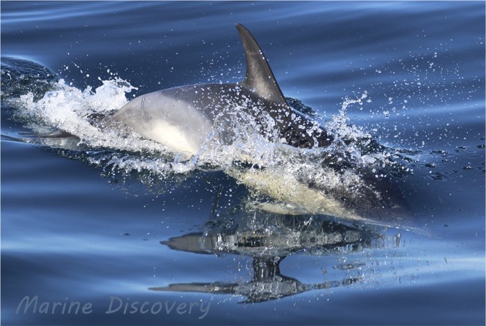 Marine_Discover's tweet photo. Lovely common #dolphin encounters this morning in #MountsBay #cornwalldolphins #penzance #cornwallboattrips #cornwallwildlifewatching https://t.co/N6gHpUleE9