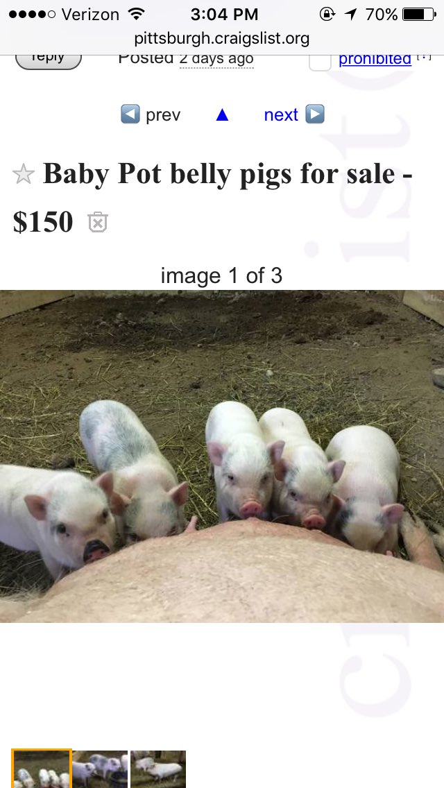 D_Kauf11's tweet image. It's been my dream since I was just a small child to have a pet pig. You can make it a reality with just 500 RT's. Please help.