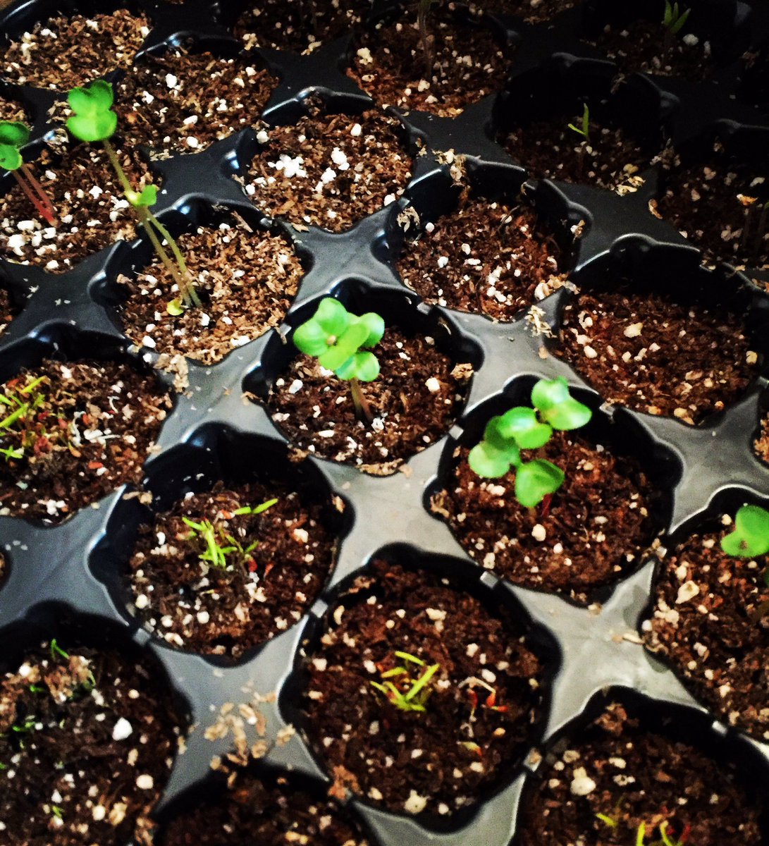 jorgedotto's tweet photo. Sembramos con @ropodlesch: tomates, zanahorias, espárragos, brócoli, cebolla, lechuga y zapallos. Empieza el crecimiento. https://t.co/TMrfFK9Ct1