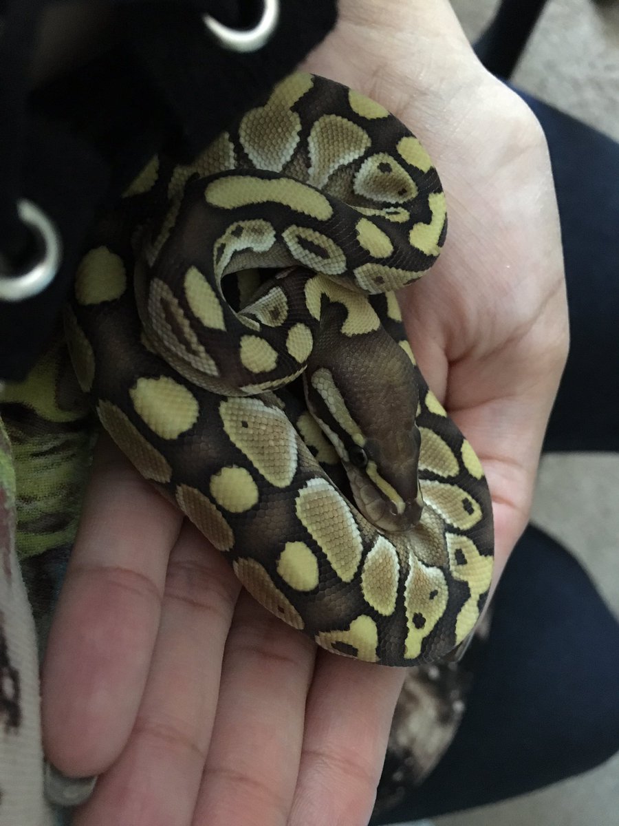 Ashley M Lane tweet media