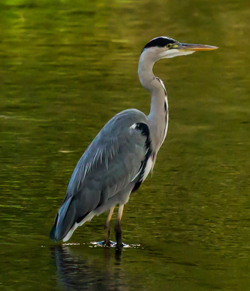 What a stunning bird, taken on the river Frome in Thrupp Stroud.